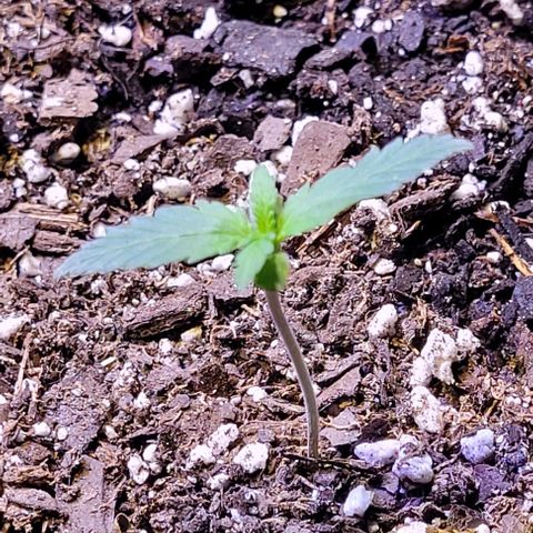 J30 growlog timeline photo