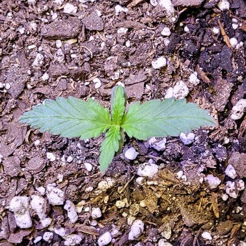 J30 growlog timeline photo