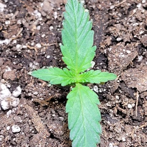J30 growlog timeline photo