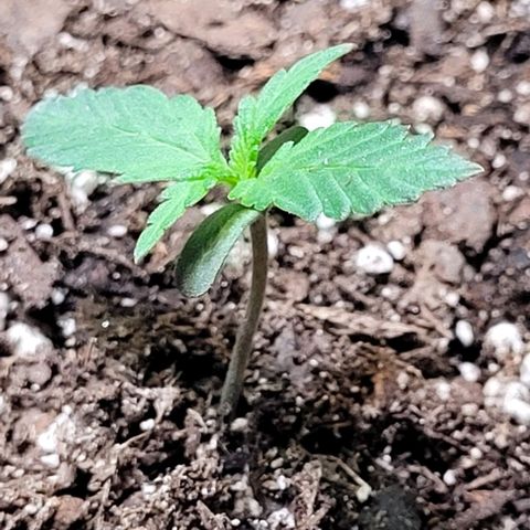 J30 growlog timeline photo