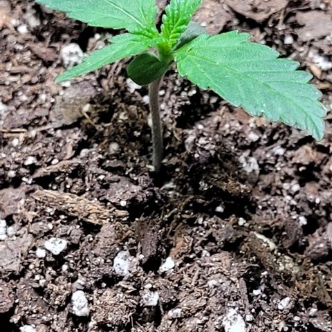 J30 growlog timeline photo