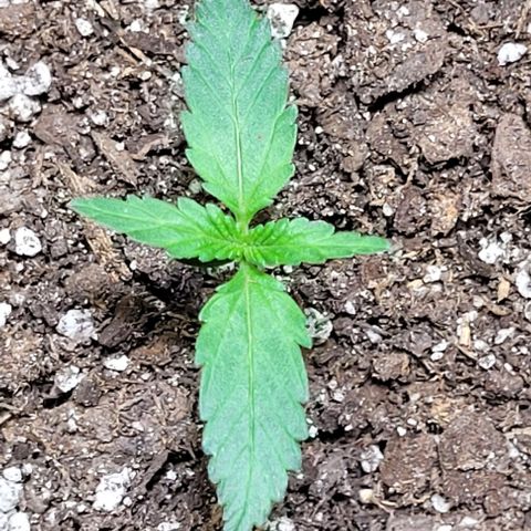 J30 growlog timeline photo