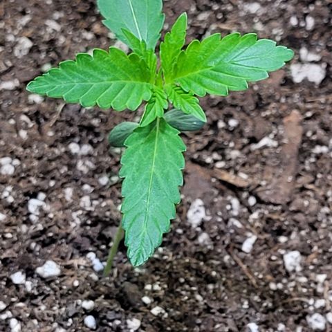 J30 growlog timeline photo