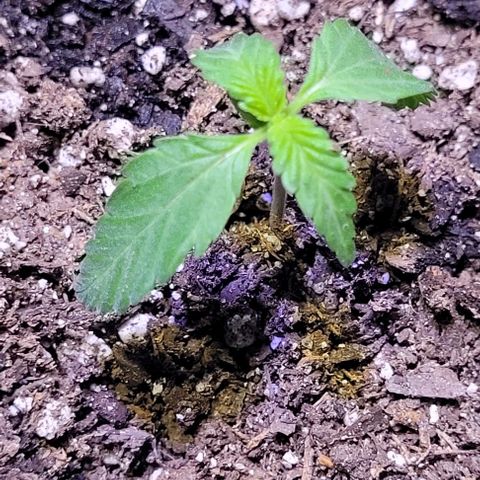 J30 growlog timeline photo