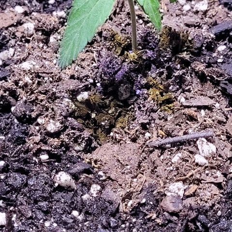 J30 growlog timeline photo