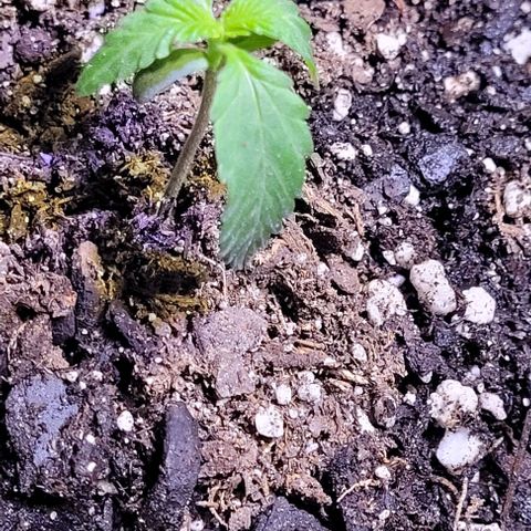 J30 growlog timeline photo
