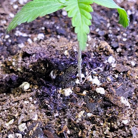 J30 growlog timeline photo
