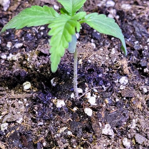 J30 growlog timeline photo