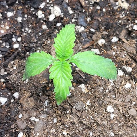 J30 growlog timeline photo