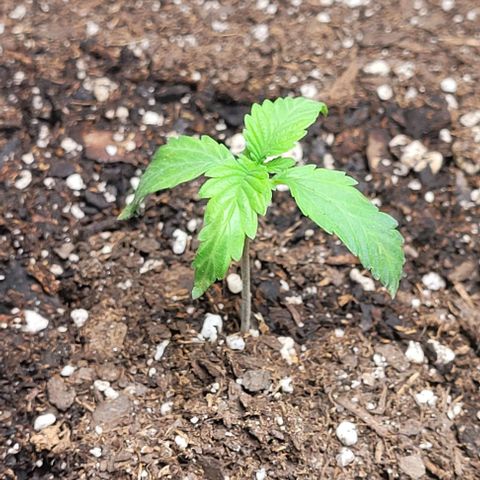 J30 growlog timeline photo