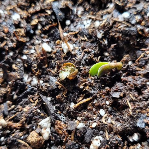 Froot by the foot growlog timeline photo