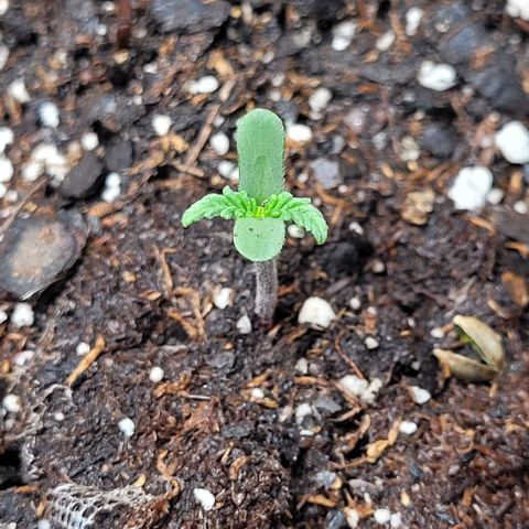 Purple punch 👊 growlog timeline photo
