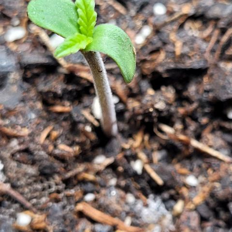 Zkittlez growlog timeline photo