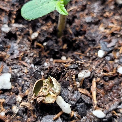 Froot by the foot growlog timeline photo