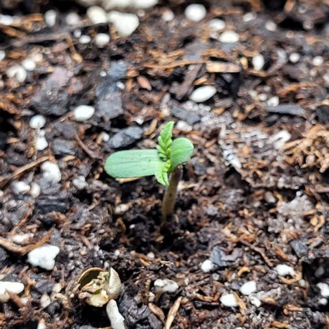 Froot by the foot growlog timeline photo