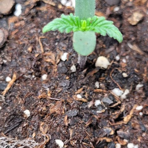 Purple punch 👊 growlog timeline photo