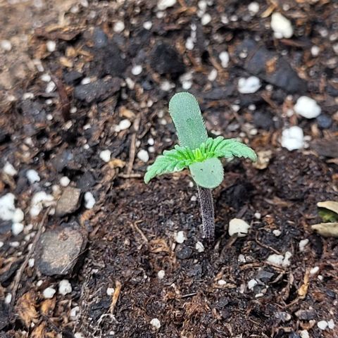 Purple punch 👊 growlog timeline photo
