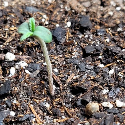 Zkittlez growlog timeline photo