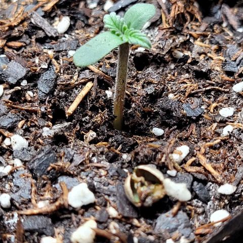Froot by the foot growlog timeline photo