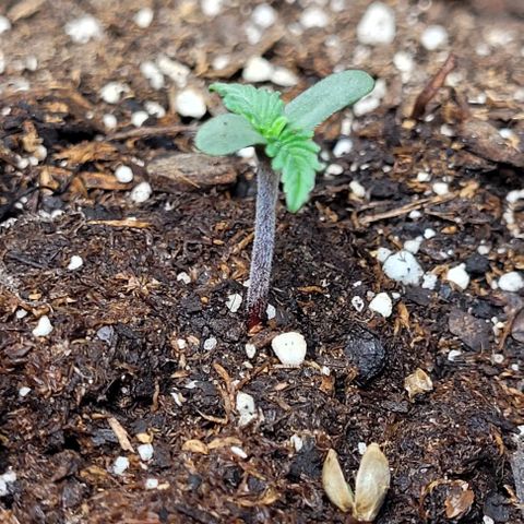 Purple punch 👊 growlog timeline photo