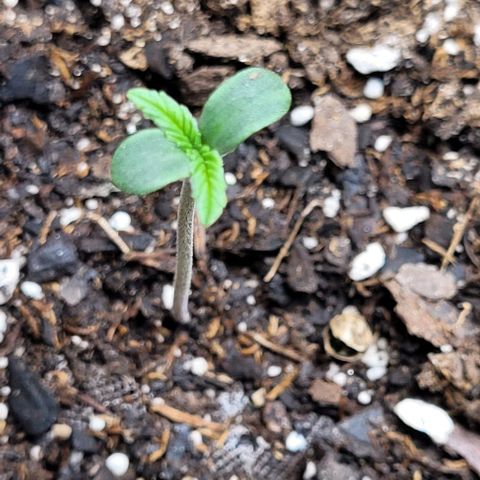 Zkittlez growlog timeline photo
