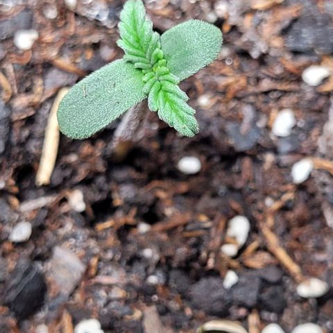 Froot by the foot growlog timeline photo