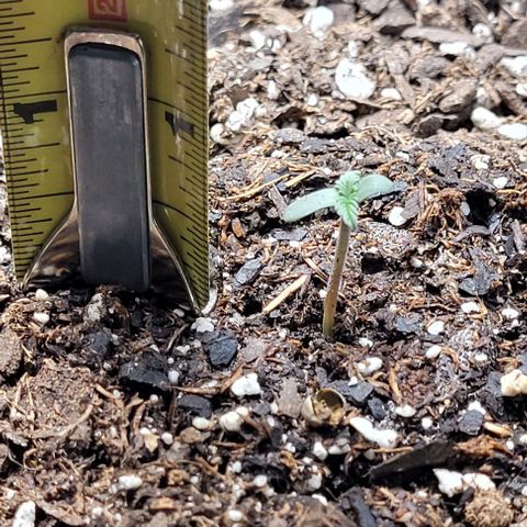 Froot by the foot growlog timeline photo