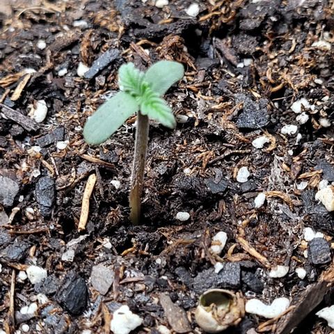 Froot by the foot growlog timeline photo