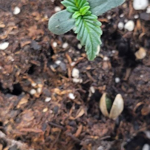 Purple punch 👊 growlog timeline photo