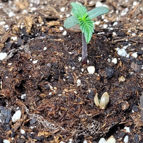 Purple punch 👊 growlog timeline photo
