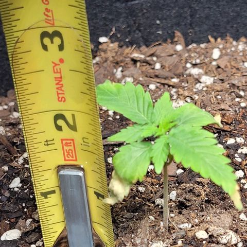 J30 growlog photo: Jus recovered from nutrient burn 🔥 