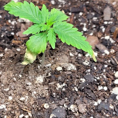 J30 growlog photo: Jus recovered from nutrient burn 🔥 