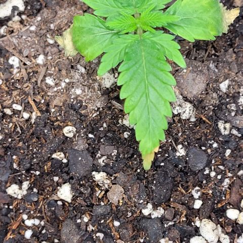 J30 growlog photo: Jus recovered from nutrient burn 🔥 