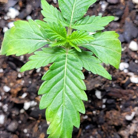 J30 growlog timeline photo