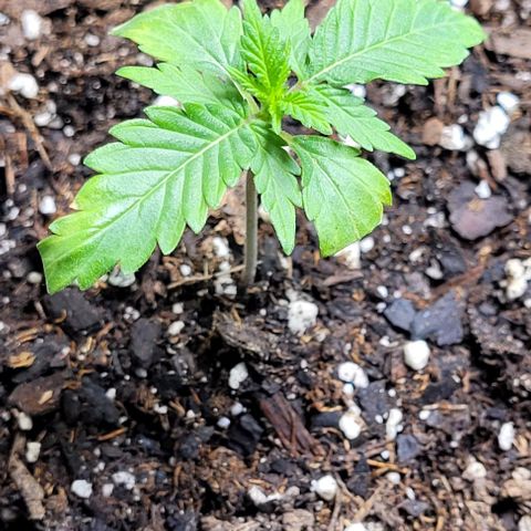 J30 growlog timeline photo