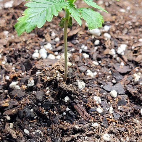 J30 growlog timeline photo