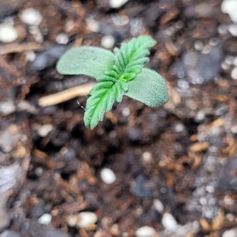Froot by the foot growlog timeline photo