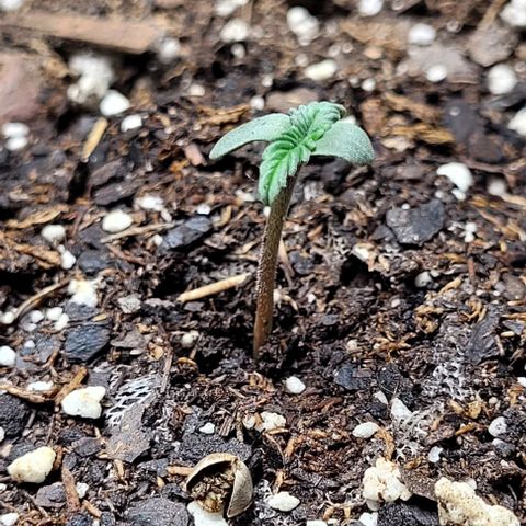 Froot by the foot growlog timeline photo
