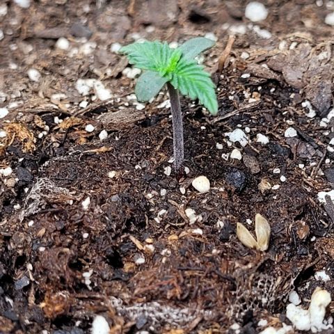 Purple punch 👊 growlog timeline photo