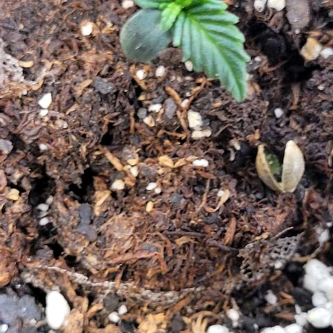 Purple punch 👊 growlog timeline photo