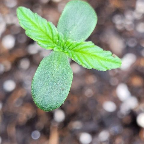 Zkittlez growlog timeline photo