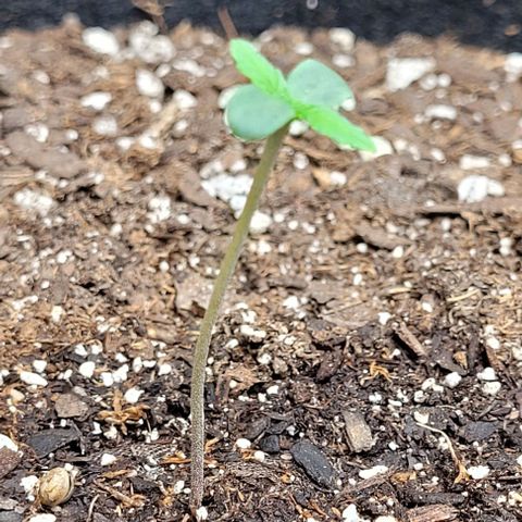 Zkittlez growlog timeline photo