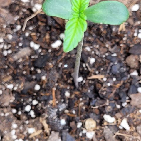 Zkittlez growlog timeline photo
