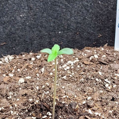 Zkittlez growlog timeline photo