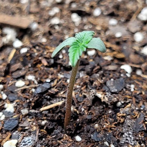 Froot by the foot growlog timeline photo