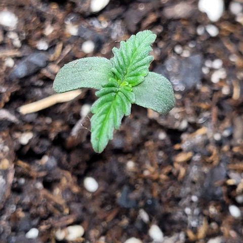 Froot by the foot growlog timeline photo