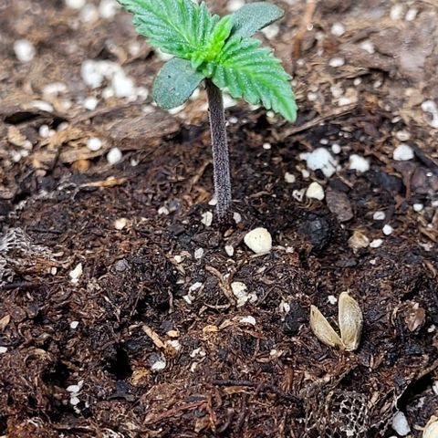 Purple punch 👊 growlog timeline photo