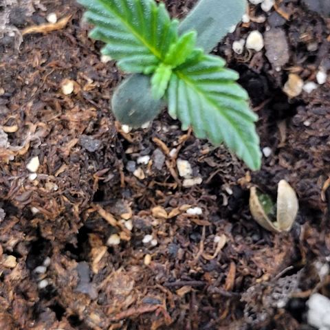 Purple punch 👊 growlog timeline photo
