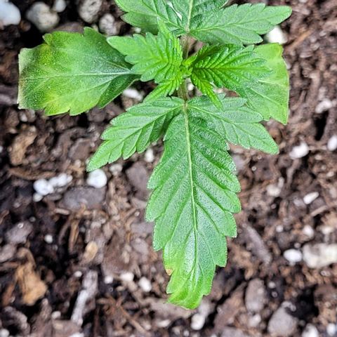 J30 growlog photo: Baby girl bounced back from the nutrient burn 🔥 