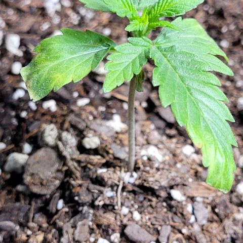 J30 growlog photo: Baby girl bounced back from the nutrient burn 🔥 
